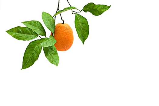 橙色,枝头,隔绝,白色背景,背景
