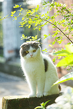 户外折耳猫