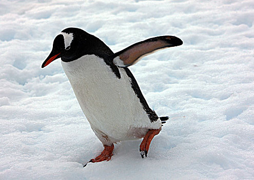 南极风光企鹅
